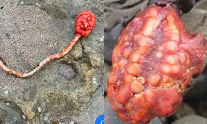 Hallan misteriosa criatura marina en playas de Australia