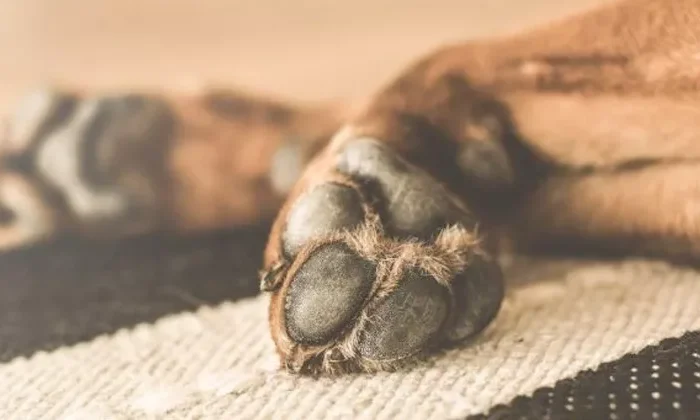 Por una discusión entre vecinos, un sujeto agredió a puñaladas a un perrito, provocándole la muerte