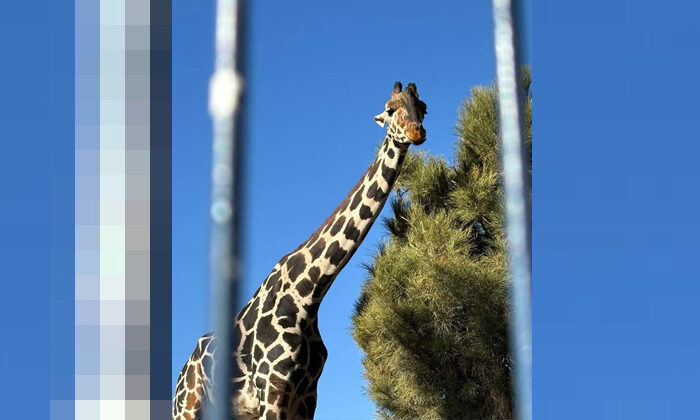 La jirafa Benito ya está sano y salvo a su nuevo hogar en Puebla