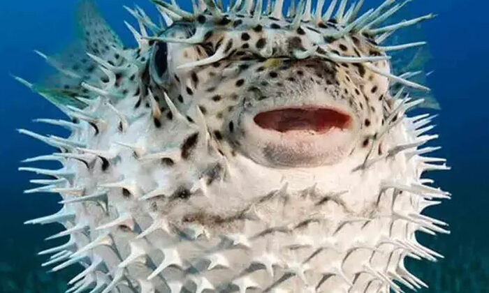 Hombre muere tras cocinar un pez globo que le regalaron