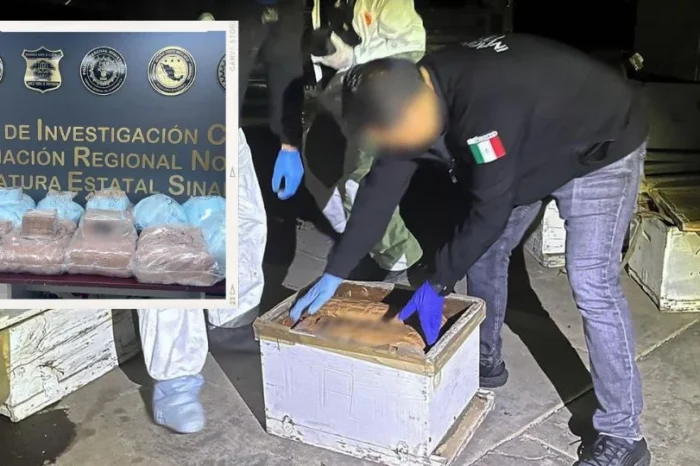 Hallan fentanilo y cocaína en paneles de abejas en Sinaloa