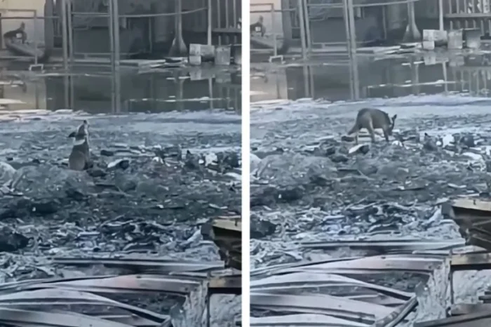 Perrito 'llora' en zona del megaincendio en San Nicolás