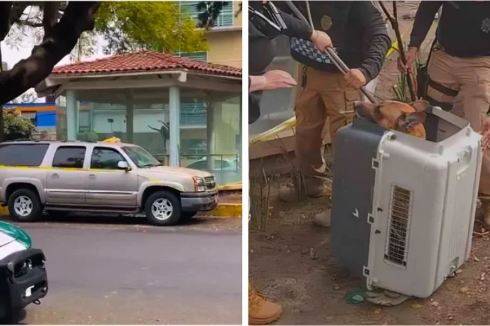Perrito 'avisó' que su dueño había fallecido en su camioneta en la CDMX