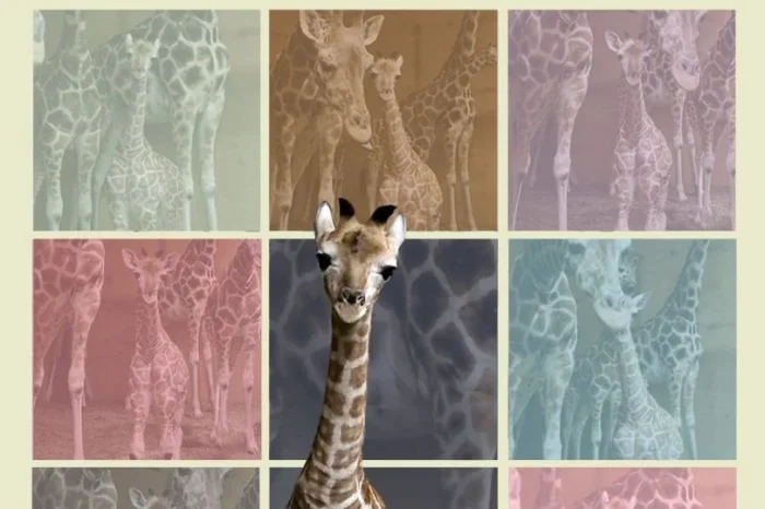 Bioparque Estrella Monterrey anuncia que su jirafa bebé se llama 'Taylor'