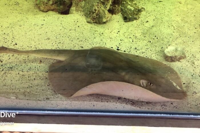 El misterioso caso de la mantarraya Charlotte, ¿la embarazó un tiburón?