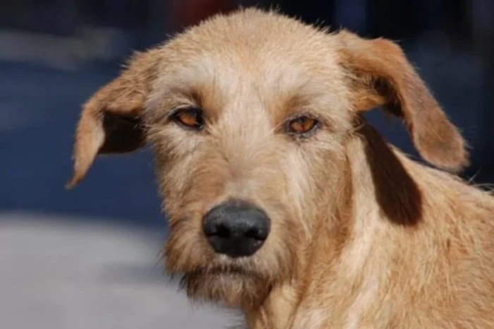 Localizan en León un cuerpo sin vida gracias a un perro que llevaba un brazo en el hocico