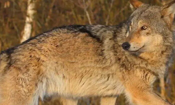 Lobos mutantes expuestos al desastre de Chernóbil desarrollan resistencia al cáncer