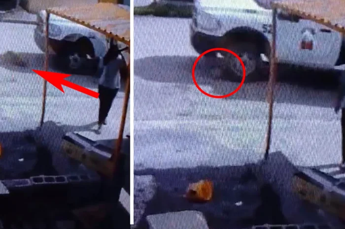 Piden justicia por “Wero”, repartidor atropelló a perrito intencionalmente