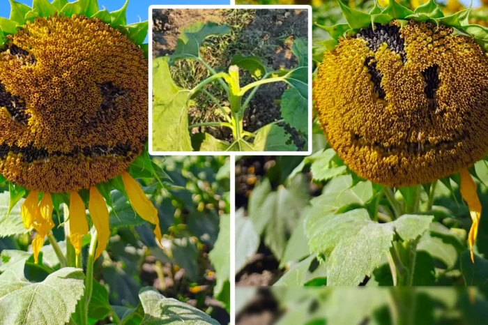 Ya no se puede tener nada bonito, visitantes dañan campo de girasoles
