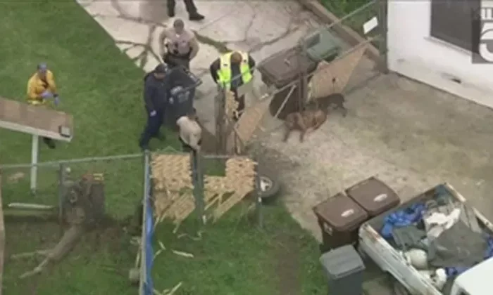 Criador de Pittbulls muere devorado por sus propios perros