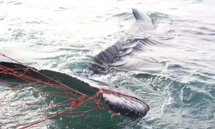 Encuentran 28 delfines muertos en hábitat de la vaquita marina
