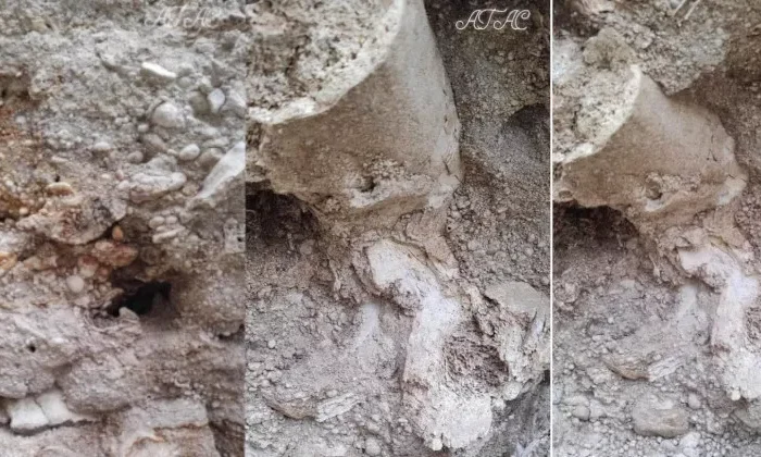 Hallan restos de un posible Mamut en Jaumave