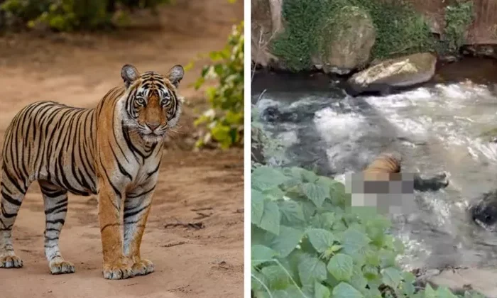 Un tigre decapitado fue hallado en cascadas de Valle de Bravo