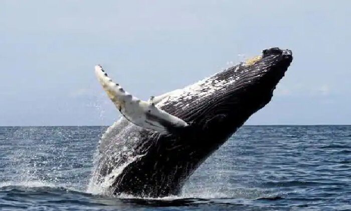 Captan ballenas jorobadas en playas de Guerrero