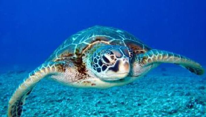 Mueren 9 personas tras comer carne de tortuga; 8 eran niños