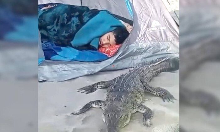 Cocodrilo sorprende a turistas durante campamento y se duerme con ellos