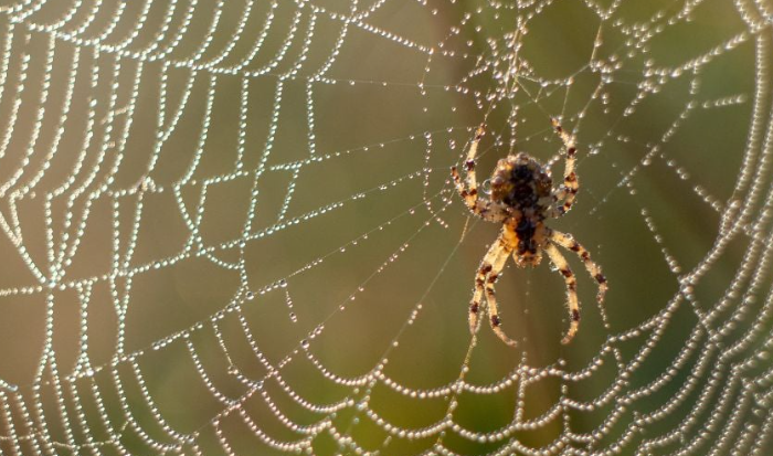 Muere niña de 2 años tras ser picada por una araña en Durango