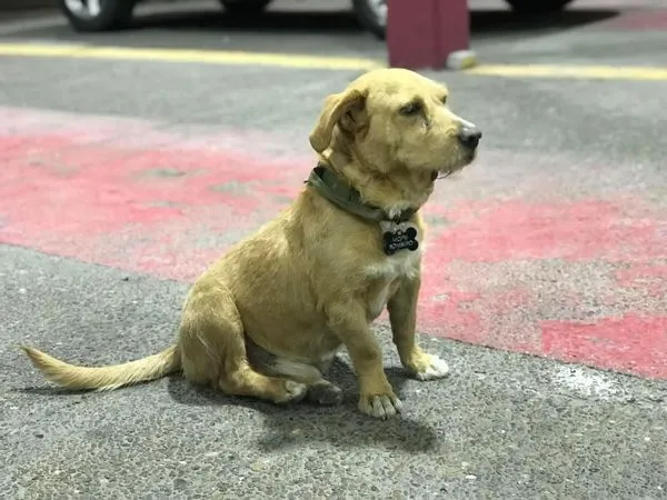 Mopri el bombero de 4 patas de Nuevo Laredo
