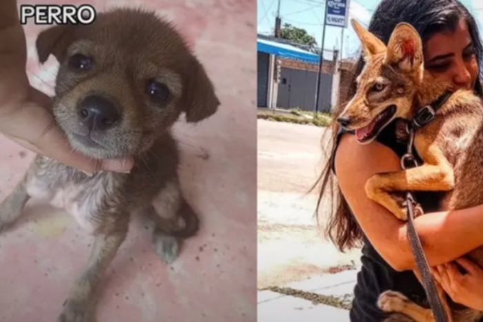 Joven rescata a un cachorro que resultó ser un coyote