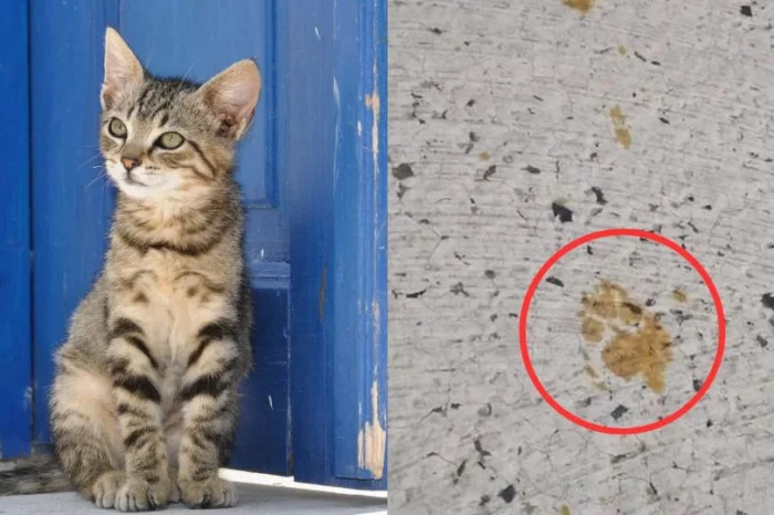 Gato cae a tina con material tóxico y causa pánico en Japón