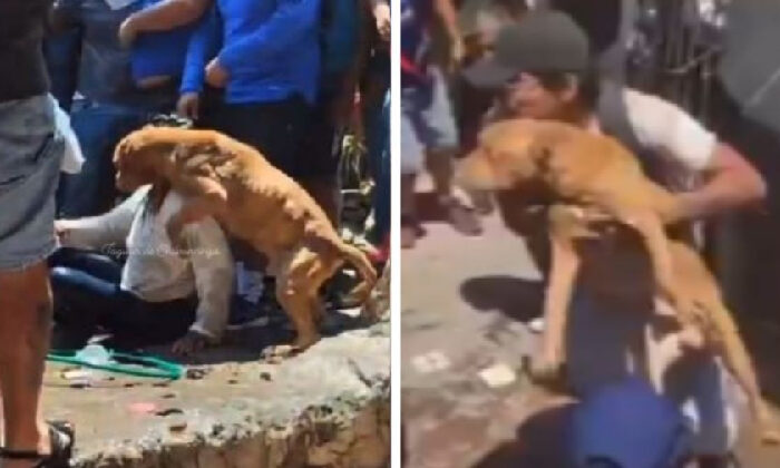 Adoptan al perrito que defendió a la presunta asesina de Camila; ahora se llamará Max