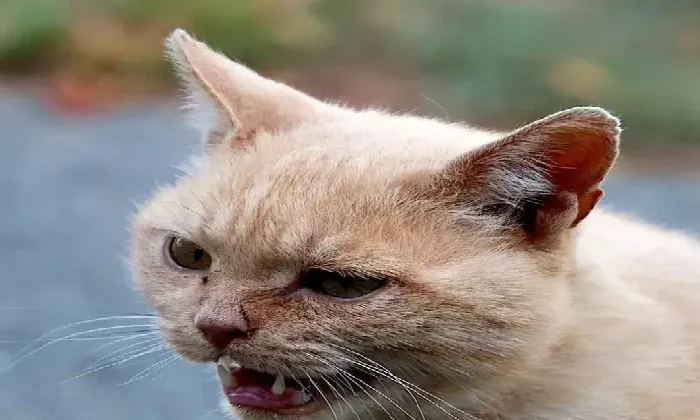 Muere abuelito que fue mordido por un gato con rabia