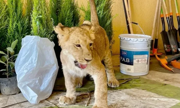 Captan a leona cachorra deambulando por calles del Estado de México