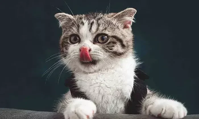 Gatito cae en bote de químicos y ahora es un peligro radioactivo