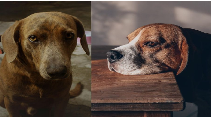 Estos son los síntomas de la nueva enfermedad que está matando en solo 24 horas a los perros