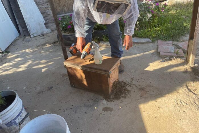 NUEVO LAREDO ÚNICO MUNICIPIO DE TAMAULIPAS QUE PROTEGE LA ACTIVIDAD DE LAS ABEJAS