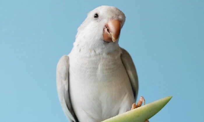 Hombre descubre que su esposa le era infiel porque sus loros repetían: “Mi marido no está, ven”