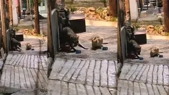 Solo en Tampico, mapache y gatito comparten croquetas