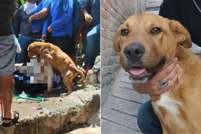 Caso Camila: Rescatan a perritos abandonados en casa de feminicida