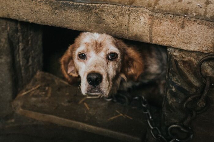 Secuestran perros y piden rescates de hasta 18 mil pesos en Puebla