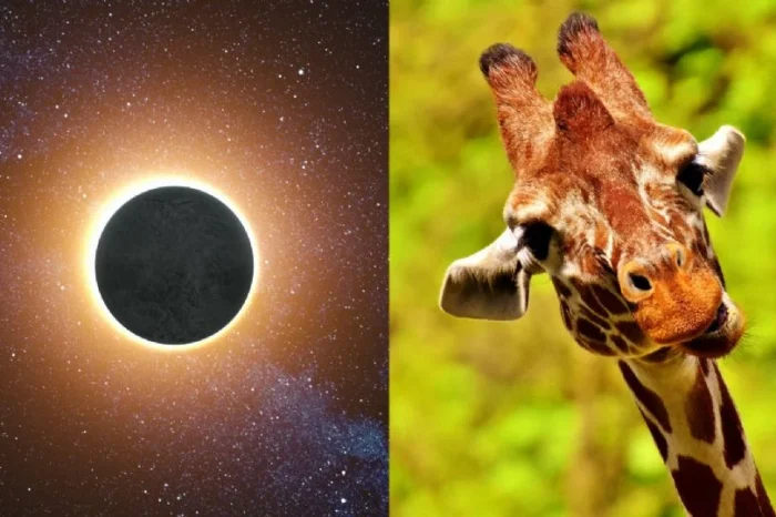 ¿Qué les pasa a los animales con un eclipse solar total según la ciencia?