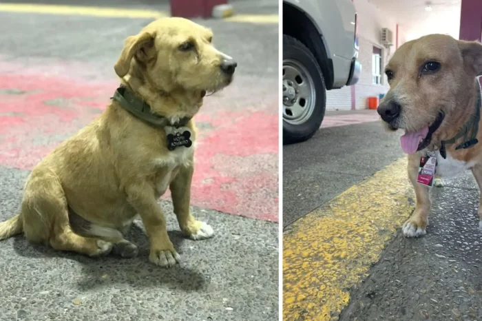 Murió Mopri, el perrito bombero de Nuevo Laredo