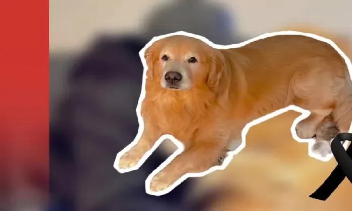 Perrito muere durante vuelo por un error de la aerolínea