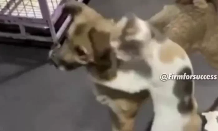 Perrito regresa a casa tras dos semanas desaparecido y el gato conmueve con su reacción