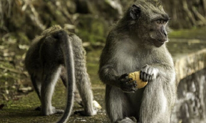 Reportan más muertes de animales en México a causa de la ola de calor