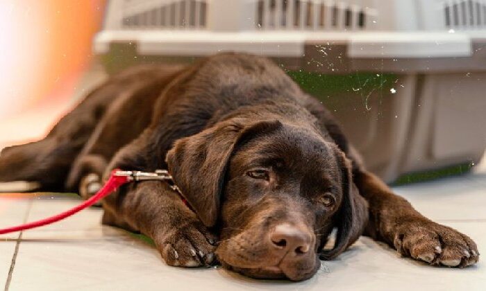 Alertan por nueva enfermedad que respiratoria que afecta a perritos