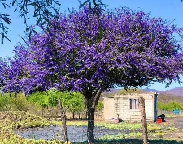 ¿Qué árboles plantar que den sombra y no levanten la banqueta?