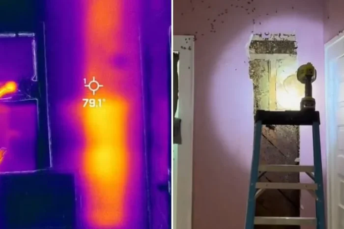Niña juraba que había un monstruo en su habitación; eran 65 mil abejas