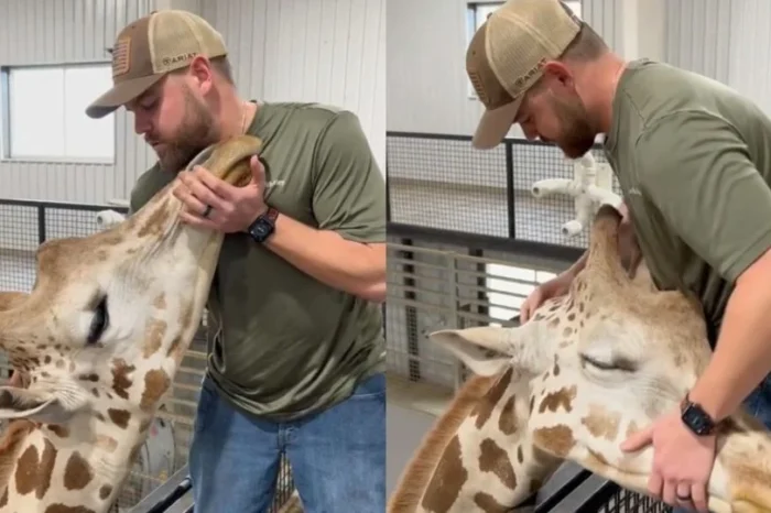 Quiropráctico se hace viral tras ajustar el cuello de una jirafa en EU
