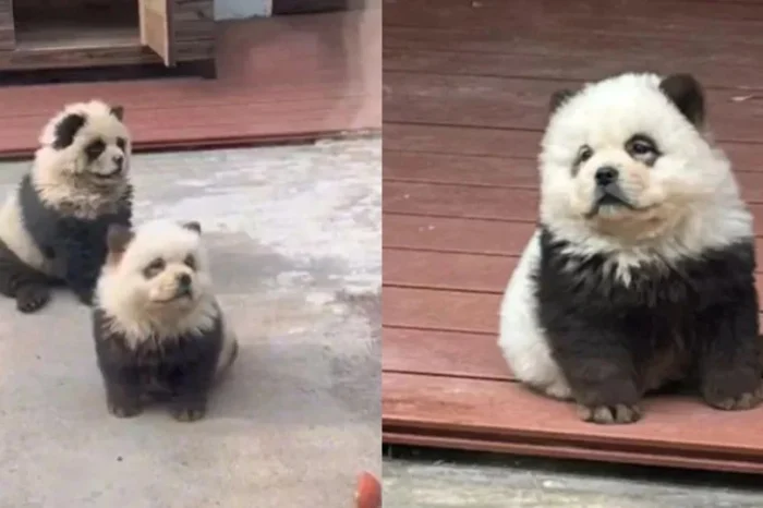 Zoológico chino engaña a visitantes; hace pasar a perritos por osos panda