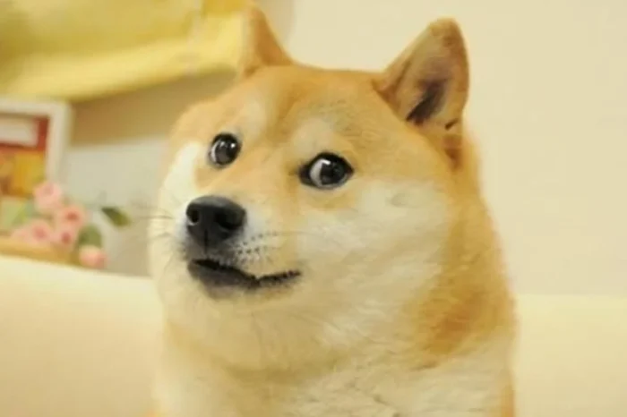 Muere Kabosu, la perrita protagonista del meme ‘Doge’