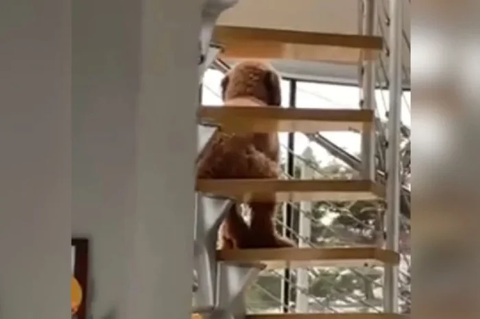 Encuentran a perro sentado como humano en escaleras