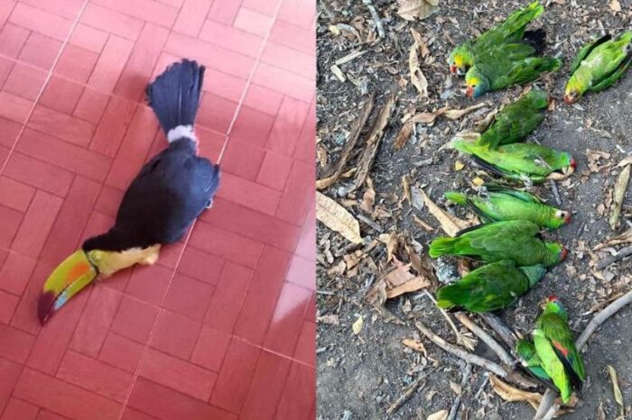 Registran muerte masiva de aves por golpe de calor en San Luis Potosí