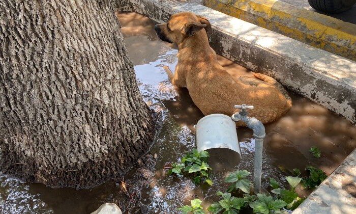Encuentran hasta siete lomitos sin vida en Victoria; calor los habría afectado