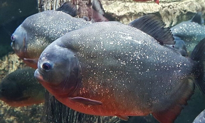 Aparecen pirañas en las calles de Brasil tras inundaciones