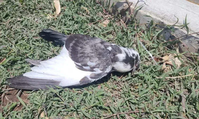 Onda de calor provoca muerte masiva de aves en Tamaulipas y SLP